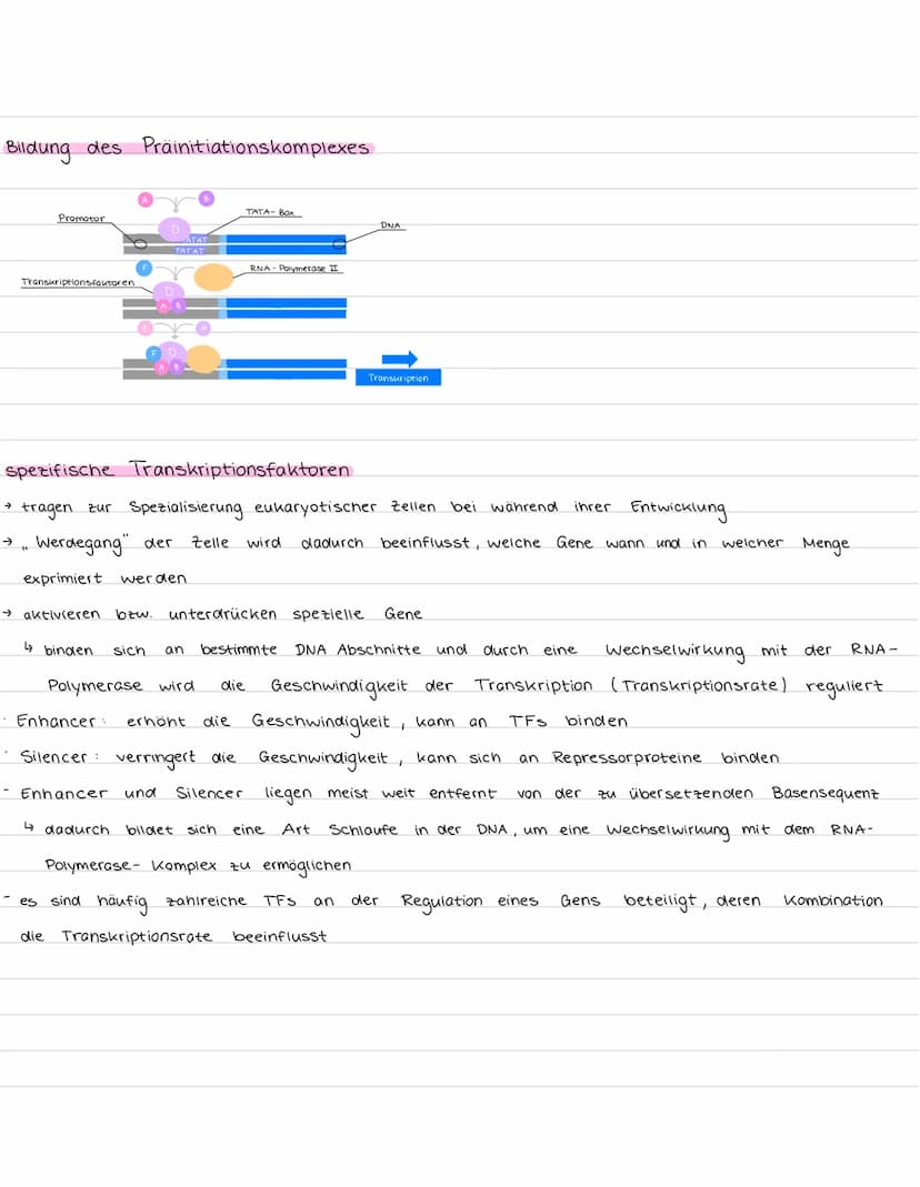Transkriptionsfaktoren
Definition: Transkriptionsfaktoren sind Proteine, die die Transkription von Eukaryoten während der Proteinbio-
synthe
