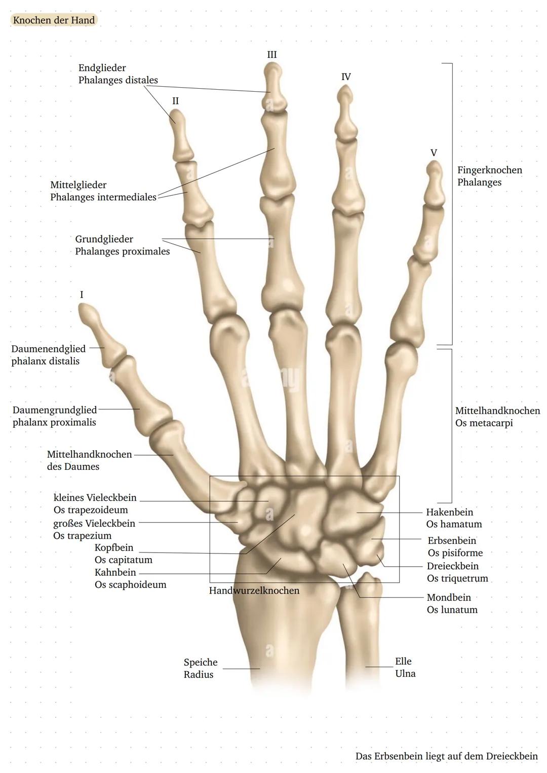 Knochen der Hand
Endglieder
Phalanges distales
Mittelglieder
Phalanges intermediales:
Grundglieder
Phalanges proximales
Daumenendglied
phala