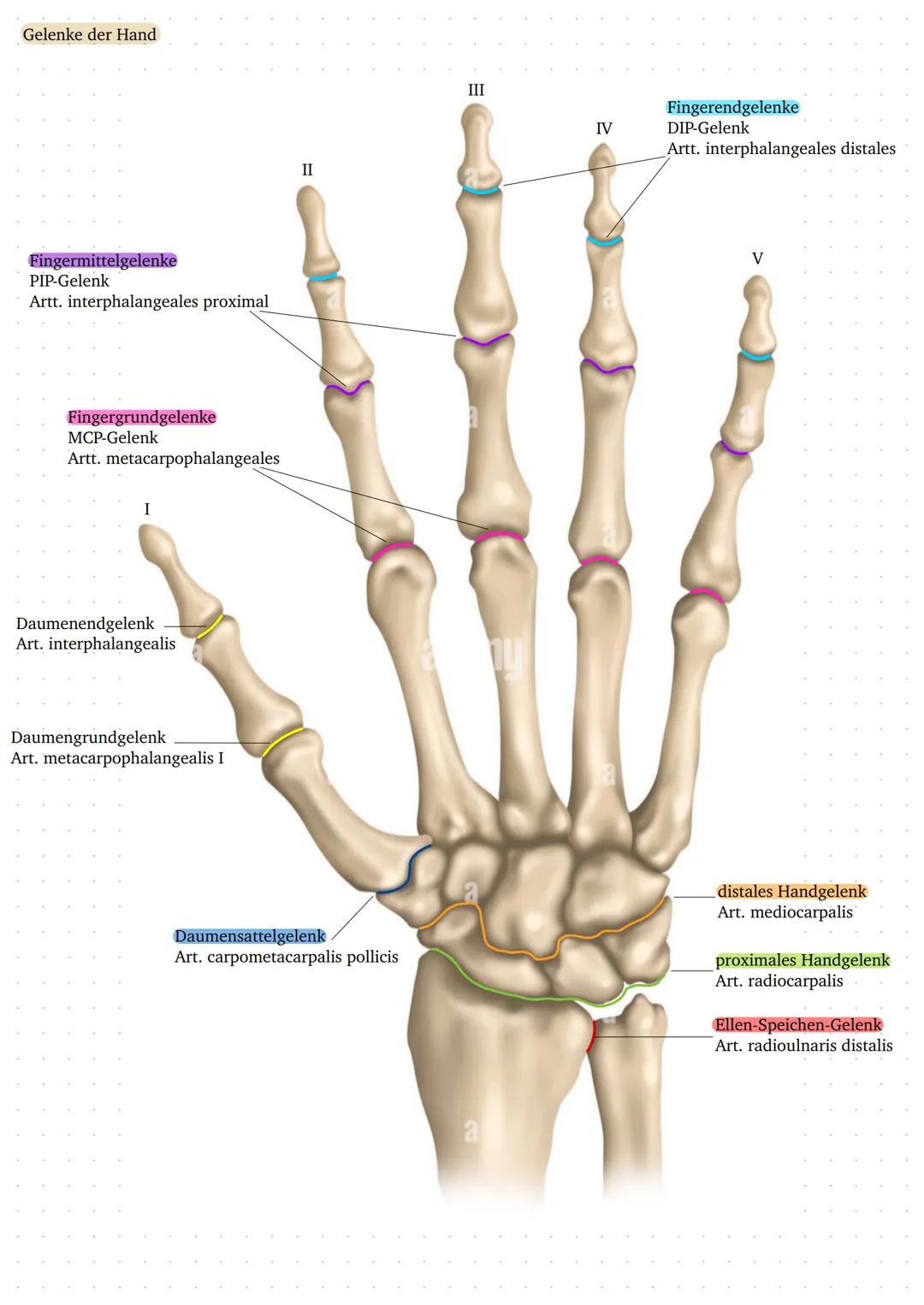 Knochen der Hand
Endglieder
Phalanges distales
Mittelglieder
Phalanges intermediales:
Grundglieder
Phalanges proximales
Daumenendglied
phala