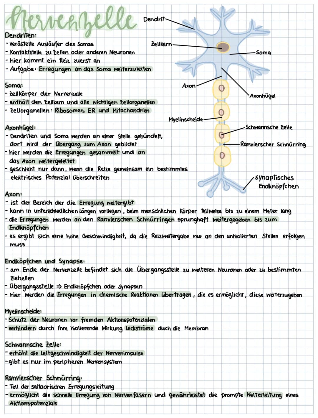 Nervenzelle
Dendriten:
- verästelte Ausläufer des Somas
Dendrit
- Kontaktstelle zu Zellen oder anderen Neuronen
- hier kommt ein Reiz zuerst