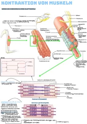 Know Kontraktion von Muskeln  thumbnail