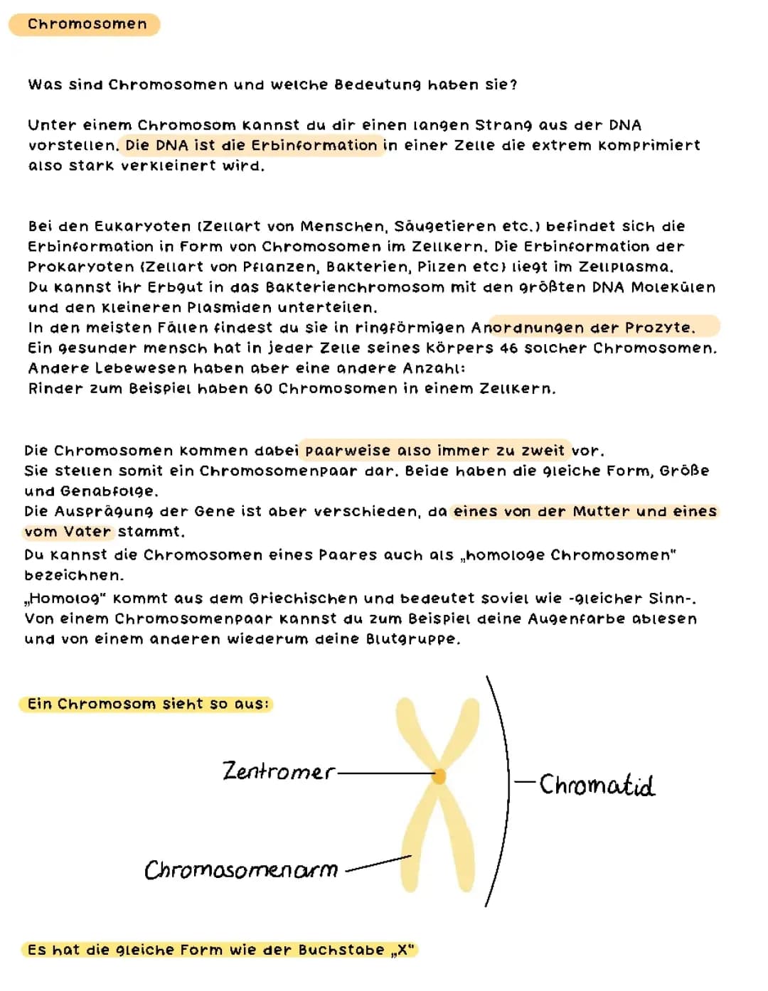 Chromosomen Biologie 