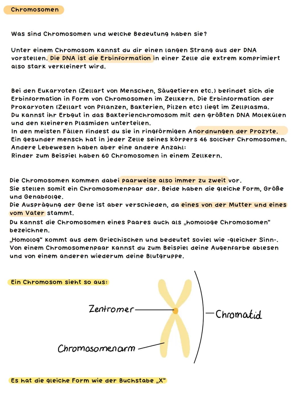 Chromosomen
Was sind Chromosomen und welche Bedeutung haben sie?
Unter einem Chromosom kannst du dir einen langen Strang aus der DNA
vorstel