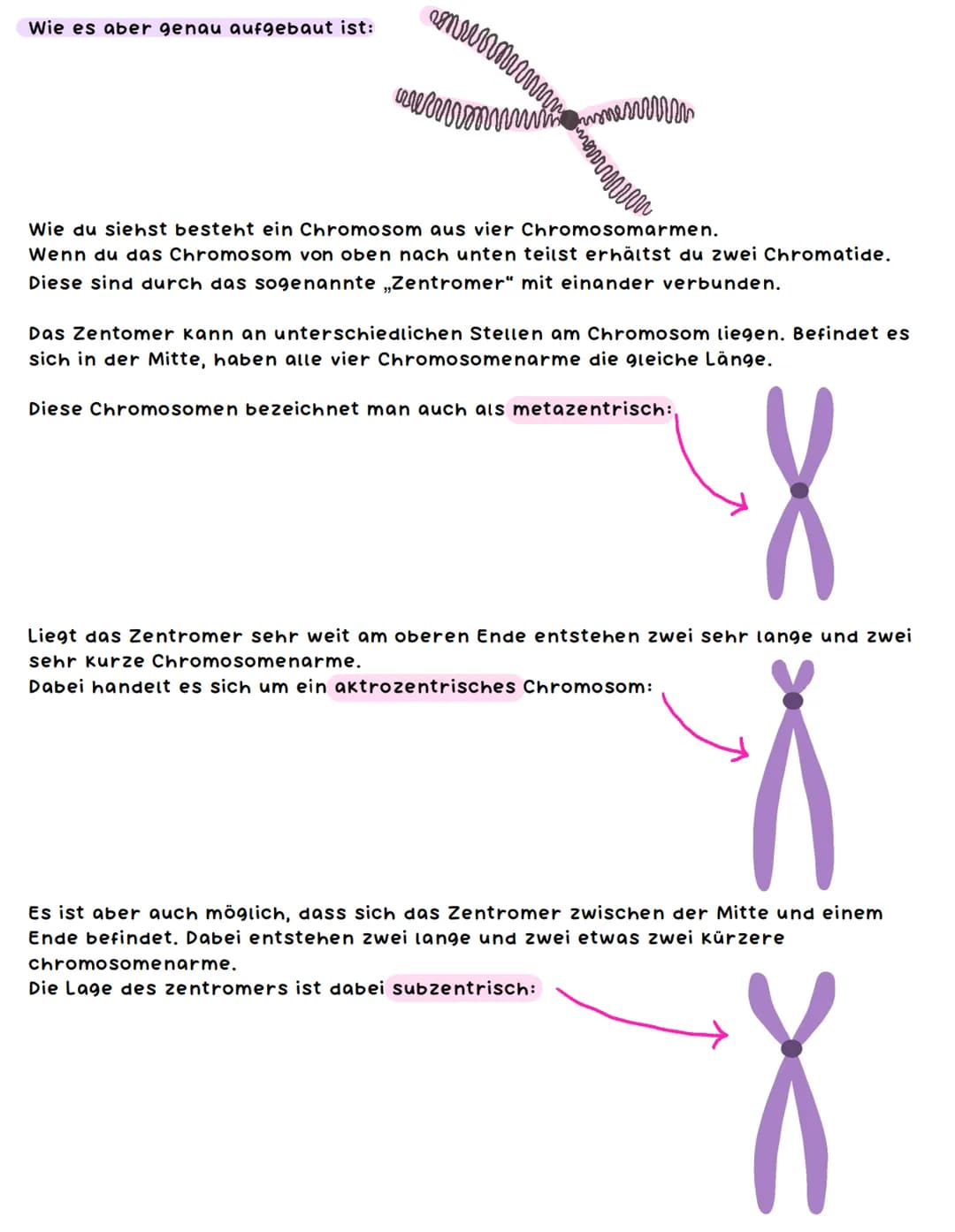 Chromosomen
Was sind Chromosomen und welche Bedeutung haben sie?
Unter einem Chromosom kannst du dir einen langen Strang aus der DNA
vorstel