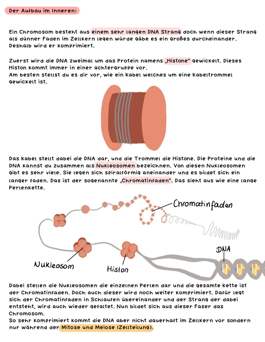 Chromosomen
Was sind Chromosomen und welche Bedeutung haben sie?
Unter einem Chromosom kannst du dir einen langen Strang aus der DNA
vorstel