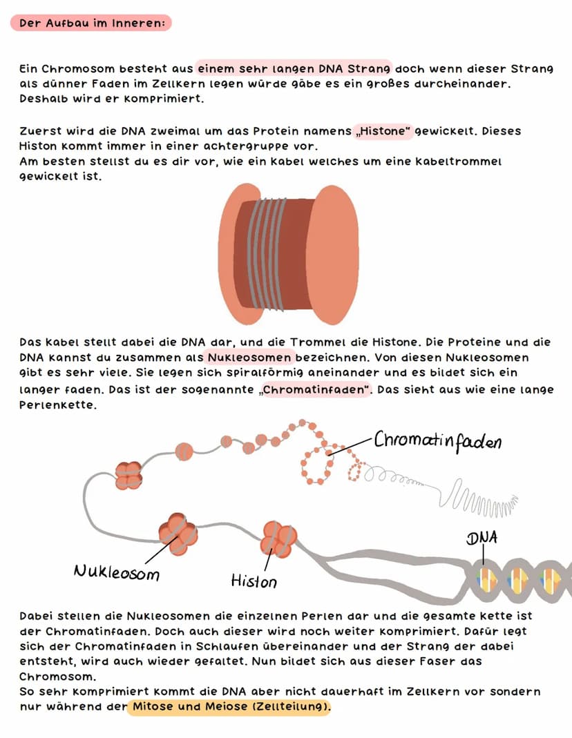 Chromosomen
Was sind Chromosomen und welche Bedeutung haben sie?
Unter einem Chromosom kannst du dir einen langen Strang aus der DNA
vorstel