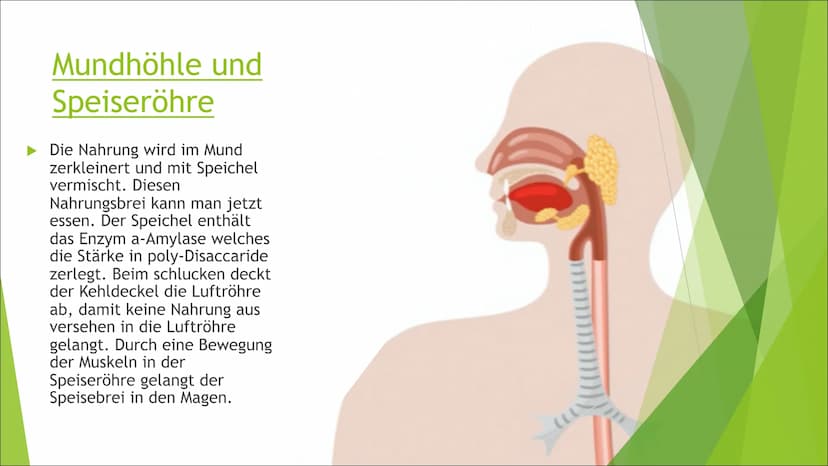Die Verdauung
Von: Liesa, Enna, Sophie, Josy Mundhöhle und
Speiseröhre
►Die Nahrung wird im Mund
zerkleinert und mit Speichel
vermischt. Die