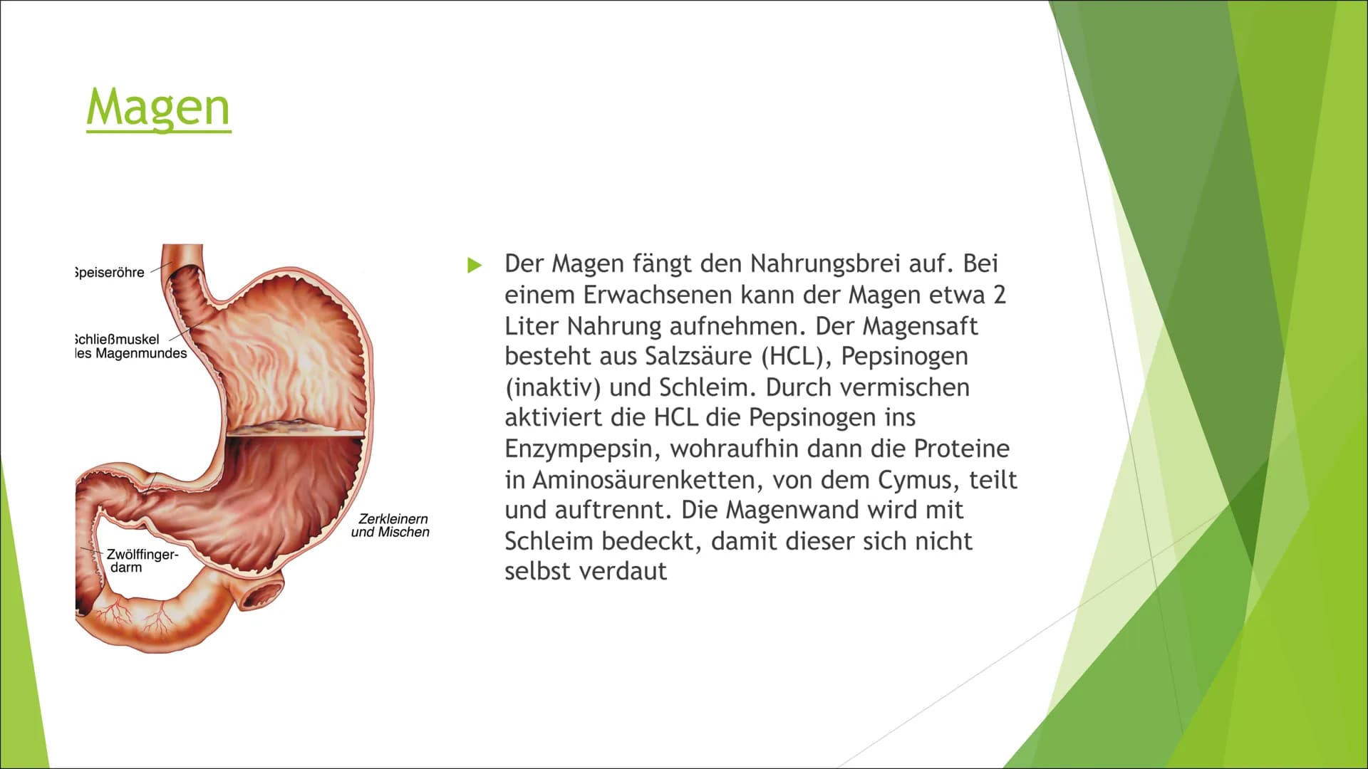 Die Verdauung
Von: Liesa, Enna, Sophie, Josy Mundhöhle und
Speiseröhre
►Die Nahrung wird im Mund
zerkleinert und mit Speichel
vermischt. Die
