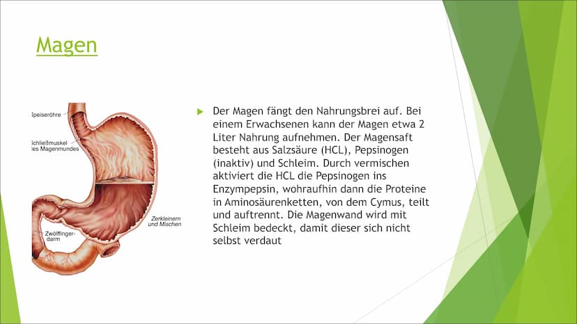 Die Verdauung
Von: Liesa, Enna, Sophie, Josy Mundhöhle und
Speiseröhre
►Die Nahrung wird im Mund
zerkleinert und mit Speichel
vermischt. Die