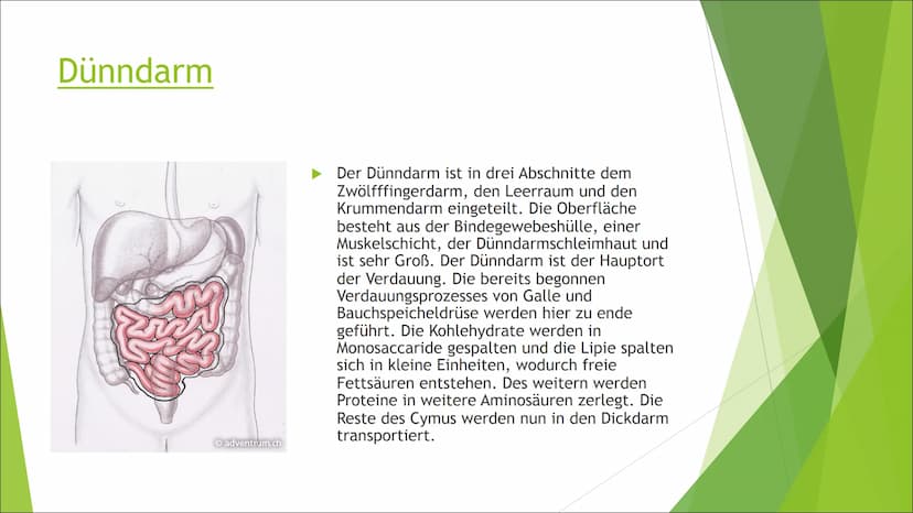 Die Verdauung
Von: Liesa, Enna, Sophie, Josy Mundhöhle und
Speiseröhre
►Die Nahrung wird im Mund
zerkleinert und mit Speichel
vermischt. Die