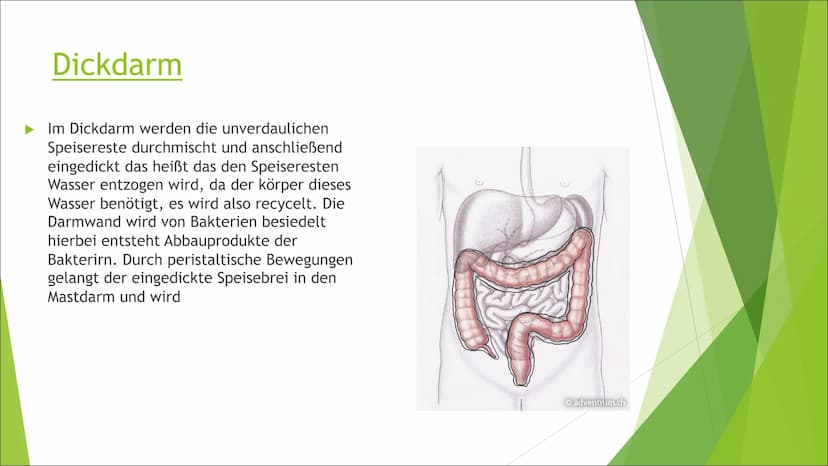 Die Verdauung
Von: Liesa, Enna, Sophie, Josy Mundhöhle und
Speiseröhre
►Die Nahrung wird im Mund
zerkleinert und mit Speichel
vermischt. Die