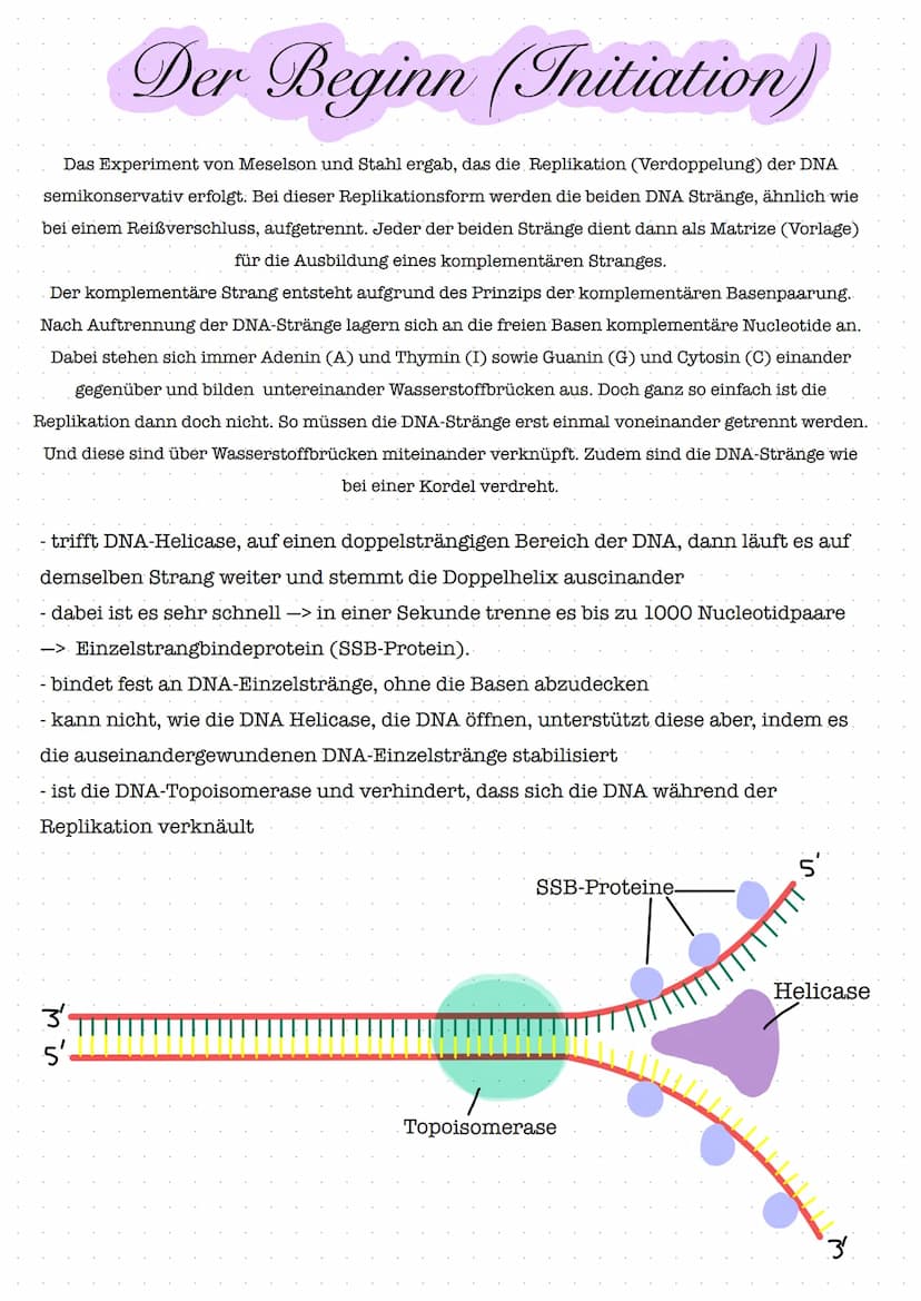 Glossar
Nucleosid: Nucleoside bestehen aus einer Pyrimidin- oder Purinbase und
einer Pentose. Zu den Pyrimidinbasen gehoren Cytosin, Thymin 
