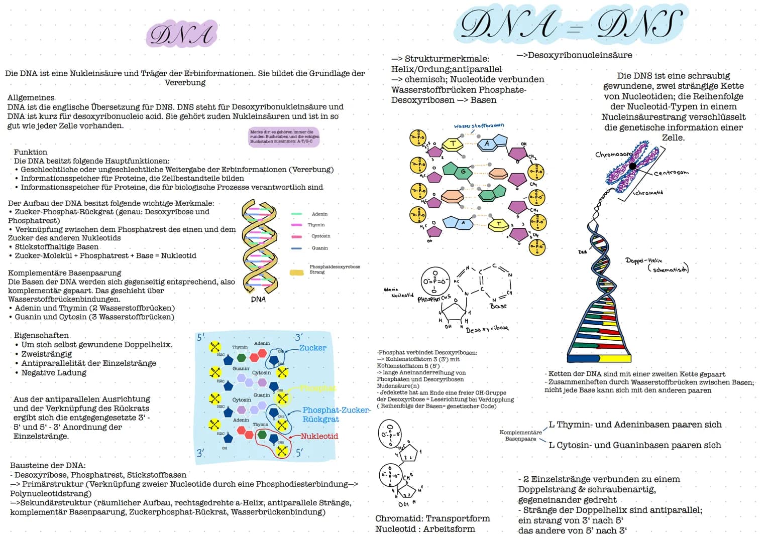 Glossar
Nucleosid: Nucleoside bestehen aus einer Pyrimidin- oder Purinbase und
einer Pentose. Zu den Pyrimidinbasen gehoren Cytosin, Thymin 