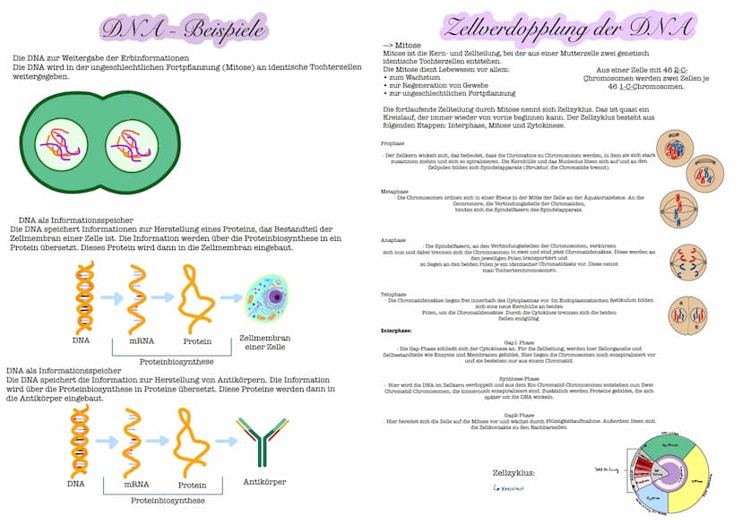 Glossar
Nucleosid: Nucleoside bestehen aus einer Pyrimidin- oder Purinbase und
einer Pentose. Zu den Pyrimidinbasen gehoren Cytosin, Thymin 