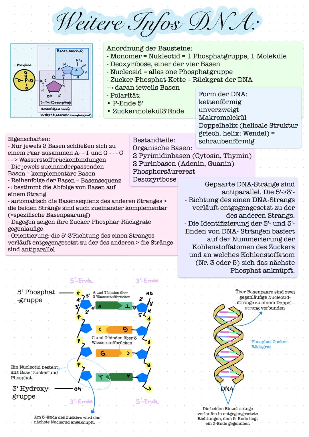 Glossar
Nucleosid: Nucleoside bestehen aus einer Pyrimidin- oder Purinbase und
einer Pentose. Zu den Pyrimidinbasen gehoren Cytosin, Thymin 