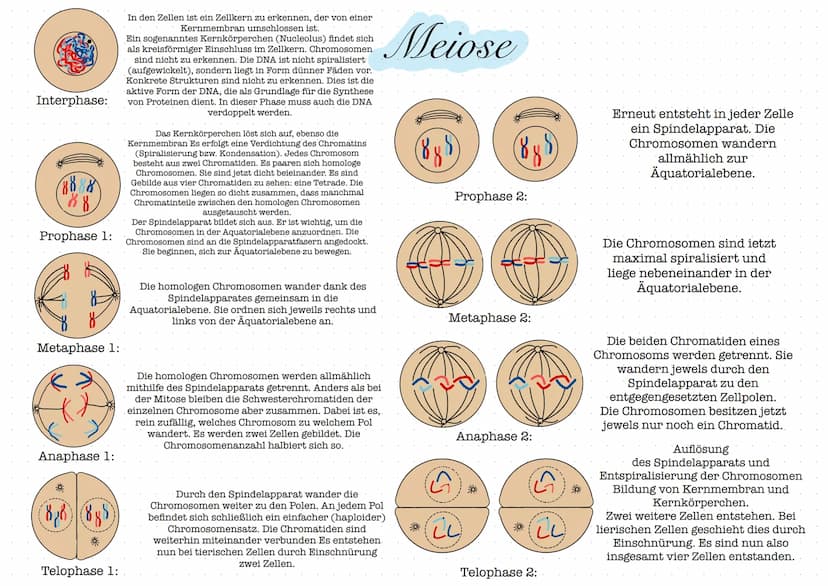 Glossar
Nucleosid: Nucleoside bestehen aus einer Pyrimidin- oder Purinbase und
einer Pentose. Zu den Pyrimidinbasen gehoren Cytosin, Thymin 