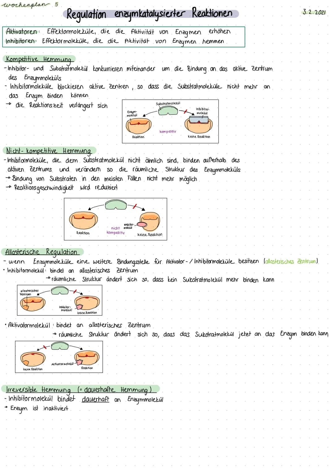 wochenplan 5
Regulation enzymkatalysierter Reaktionen
Aktivatoren: Effektormoleküle, die die Aktivität von Enzymen erhöhen
Inhibitoren: Effe