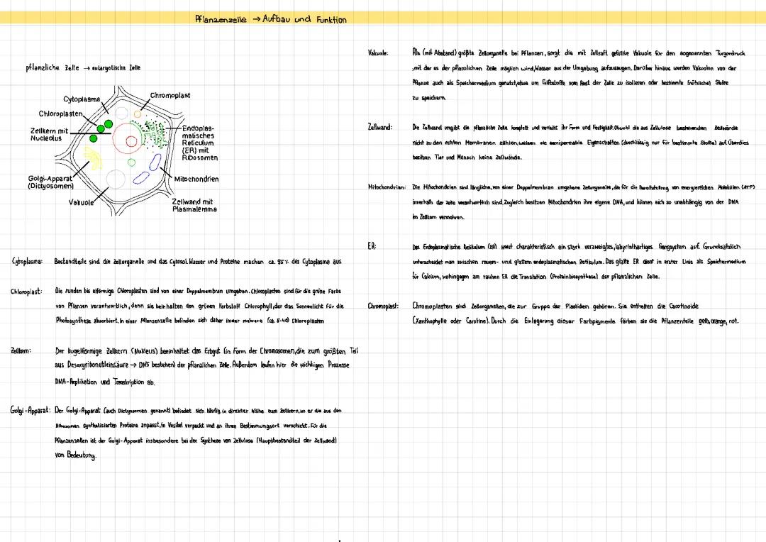 Pflanzenzelle Aufbau und Funktion - Einfach Erklärt für 7. Klasse