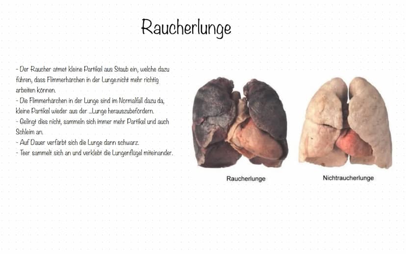 Die Zigarette Die Geschichte der Zigarette
- Die Zigarette wurde ca. Mitte des 6. Jahrhunderts
nach Spanien gebracht.
- In England wurde Tab