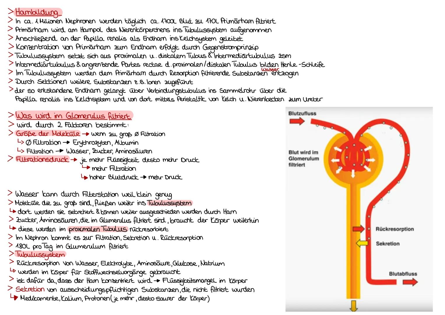 > Aufgaben der Nierenkanälchen
werden von 2 Haargefäßnetzen der Niere umsponnen
dadurch Sauerstoff & Flüssigkeitsaustausch zw Nierenkanälche