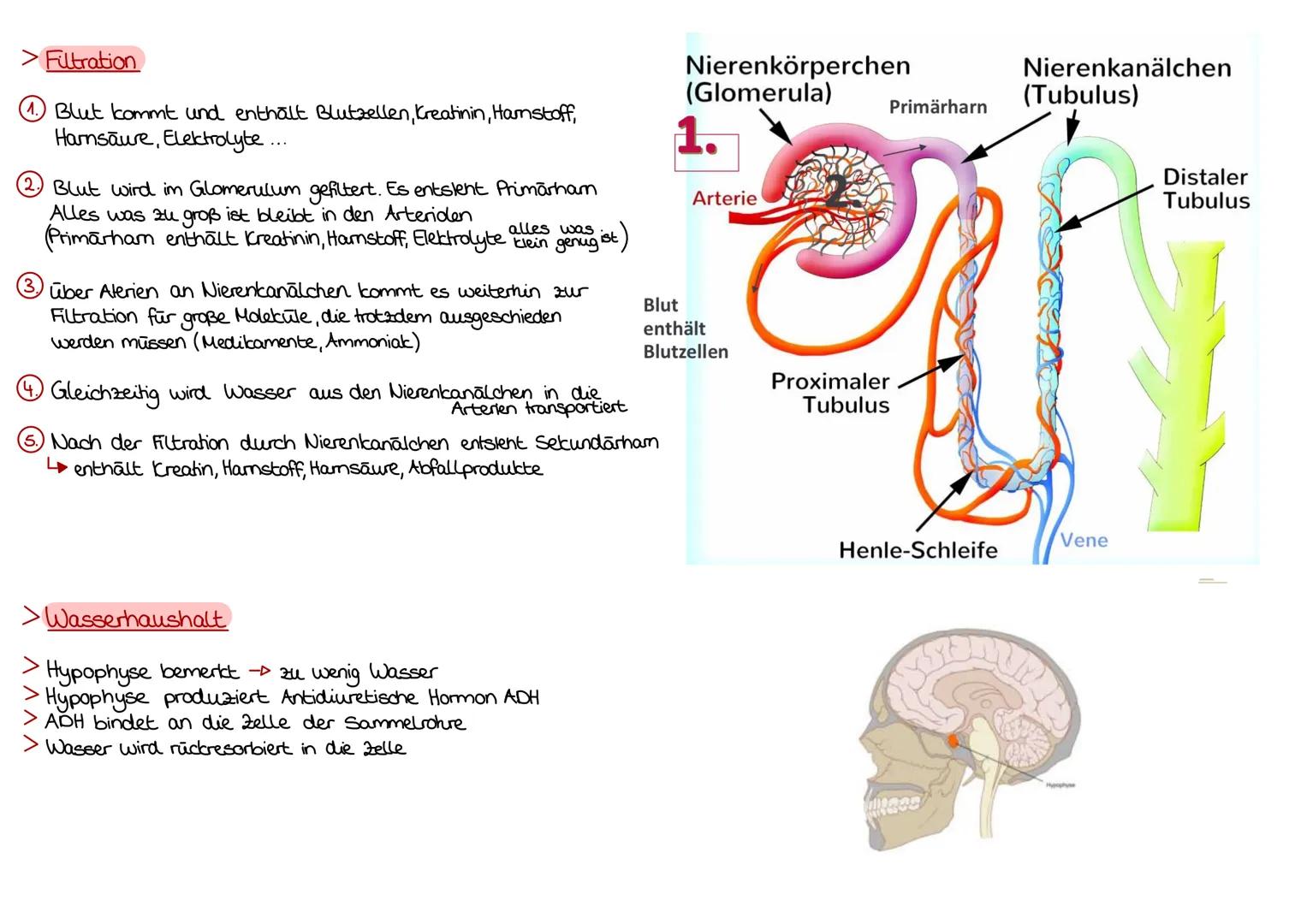 > Aufgaben der Nierenkanälchen
werden von 2 Haargefäßnetzen der Niere umsponnen
dadurch Sauerstoff & Flüssigkeitsaustausch zw Nierenkanälche
