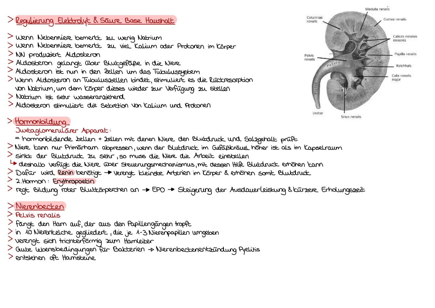 > Aufgaben der Nierenkanälchen
werden von 2 Haargefäßnetzen der Niere umsponnen
dadurch Sauerstoff & Flüssigkeitsaustausch zw Nierenkanälche