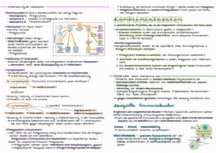 TMM' DIALOCIR
immunbiolo
abwehrsysteme des Körpers
Eigenschaften des Immunsystems
Fremderkennung: zw. körpereigen & Körperfremden Erreger (v