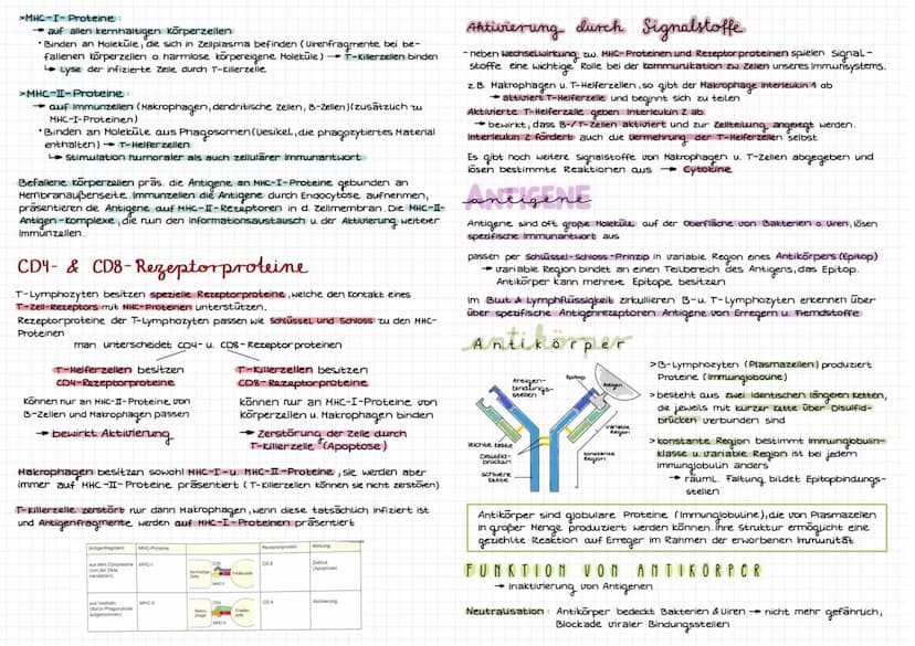 TMM' DIALOCIR
immunbiolo
abwehrsysteme des Körpers
Eigenschaften des Immunsystems
Fremderkennung: zw. körpereigen & Körperfremden Erreger (v