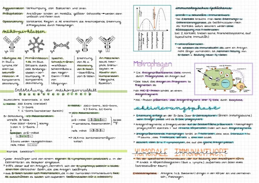 TMM' DIALOCIR
immunbiolo
abwehrsysteme des Körpers
Eigenschaften des Immunsystems
Fremderkennung: zw. körpereigen & Körperfremden Erreger (v