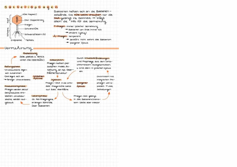TMM' DIALOCIR
immunbiolo
abwehrsysteme des Körpers
Eigenschaften des Immunsystems
Fremderkennung: zw. körpereigen & Körperfremden Erreger (v
