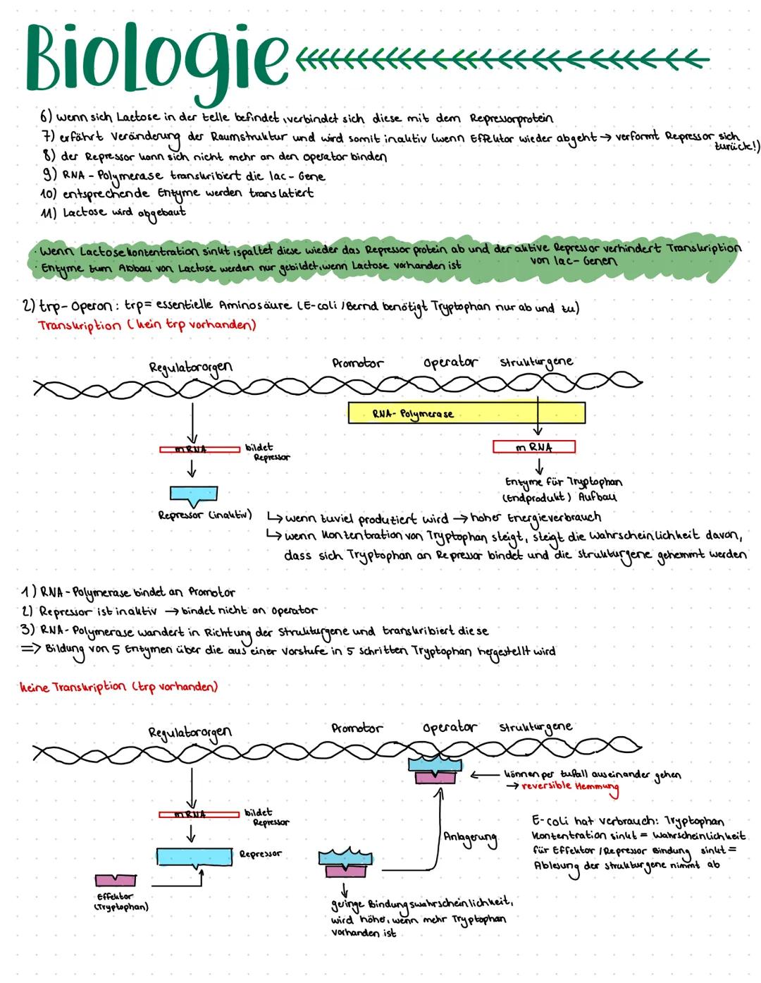 Biologie
DNA Basensequent
↓
codiert eine Poly peptid-Aminosäure- sequent
Drei Basen bilden eine Informations ein heit (→ stehen für eine Ami