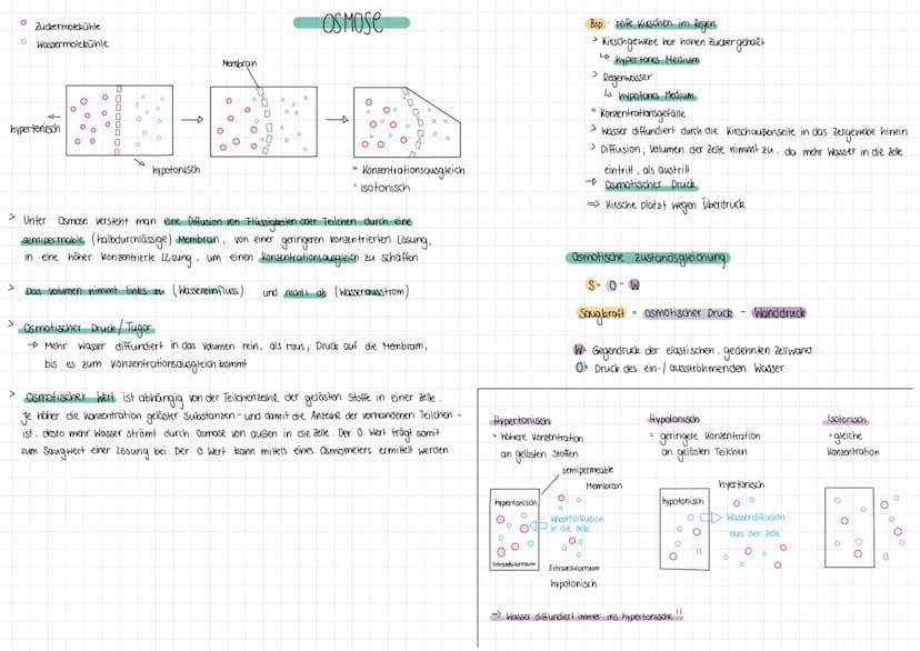 >
>
>
00
>
。°
Diffusion
→
Konzentrationsausgleich
> Unter Diffusion versteht man die gleichmäßige Verteilung von Teilchen,
in dem ihnen zur 