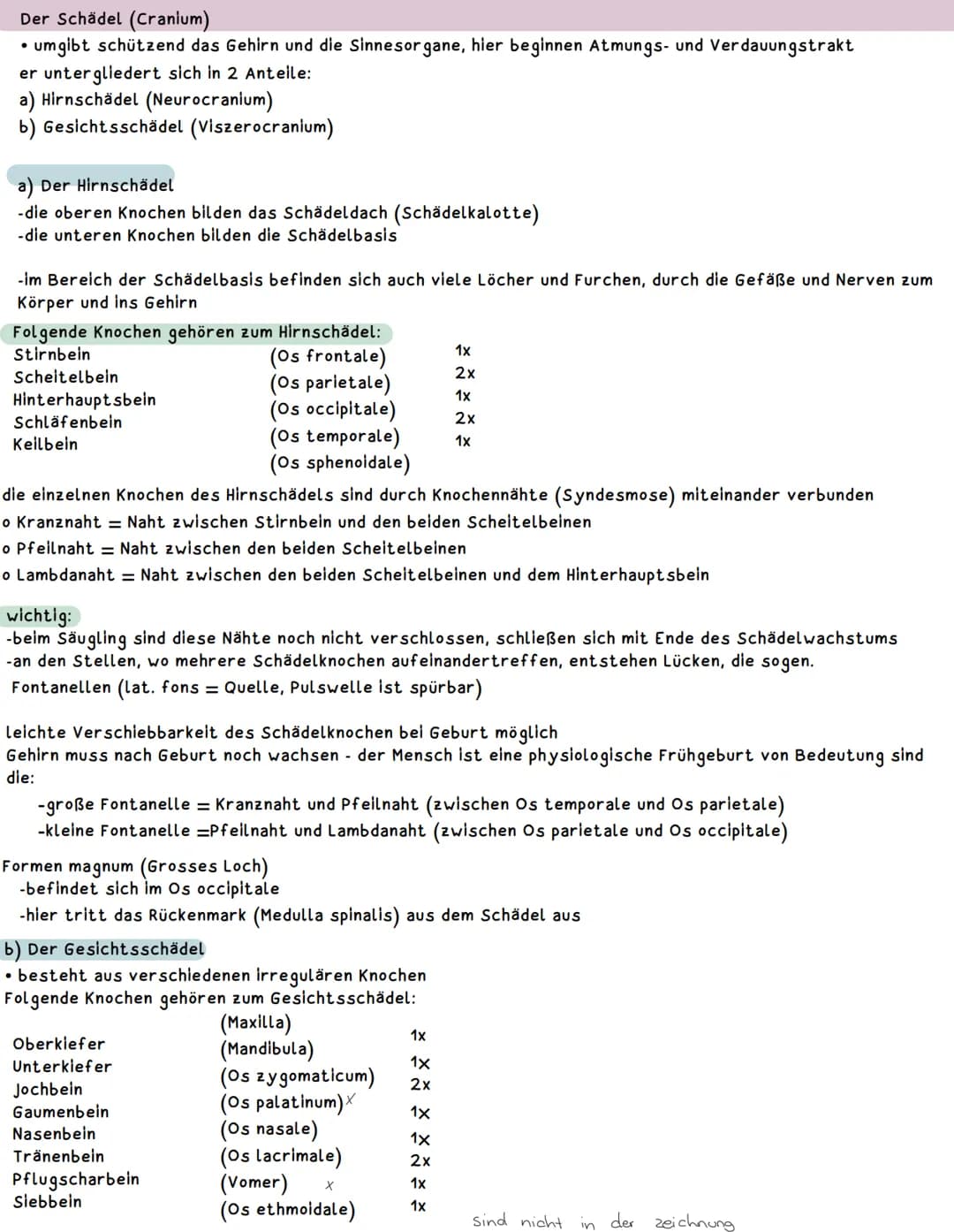 Darstellung der Ebenen und der Richtungen am Körper
Frontalebene
Frons-Stirnbein OS
frontale
Medianebene
Schnittebene genau
in der Mitte Par