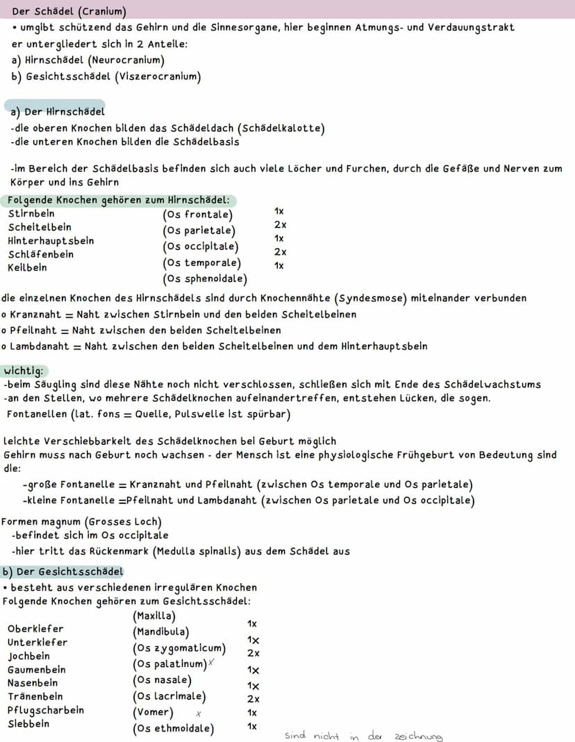 Darstellung der Ebenen und der Richtungen am Körper
Frontalebene
Frons-Stirnbein OS
frontale
Medianebene
Schnittebene genau
in der Mitte Par