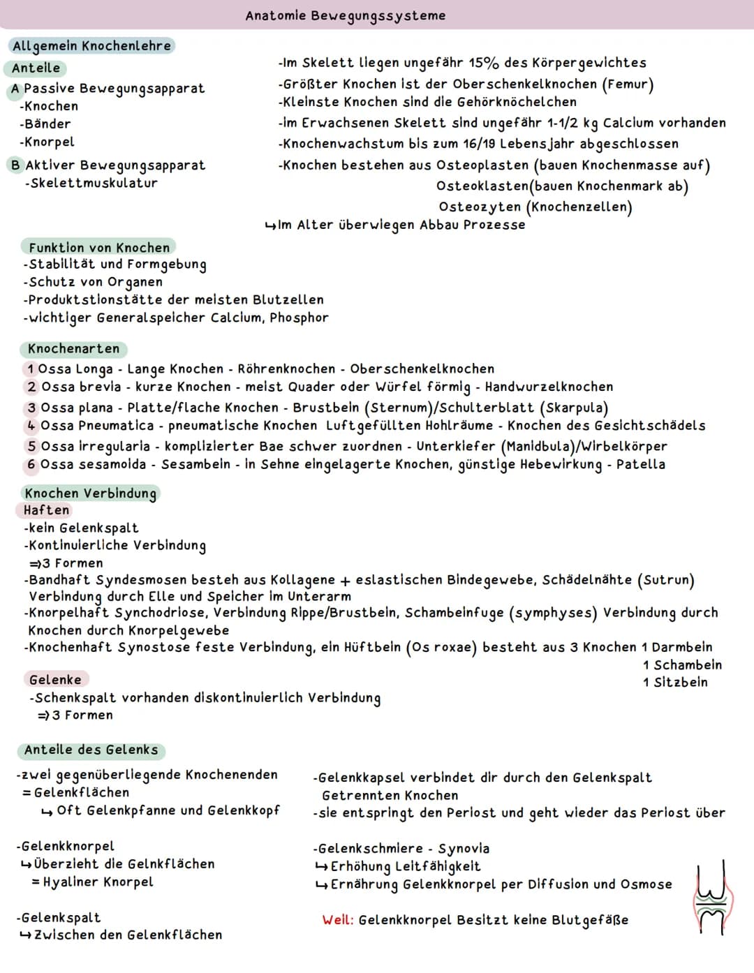Darstellung der Ebenen und der Richtungen am Körper
Frontalebene
Frons-Stirnbein OS
frontale
Medianebene
Schnittebene genau
in der Mitte Par