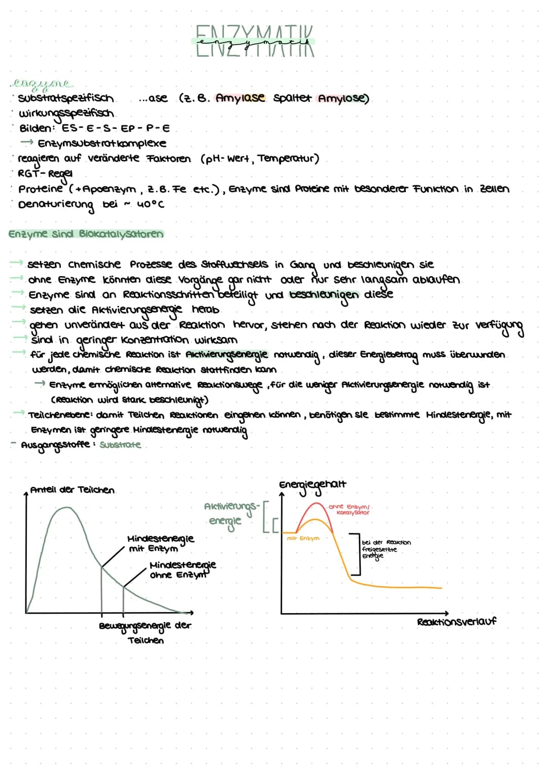 enzyme
Substratspezifisch.
wirkungsspezifisch
Bilden: ES-E-S-EP-P-E
↑ II III I
...ase (z. B. Amylase spaltet Amylose).
Enzymsubstrat komplex