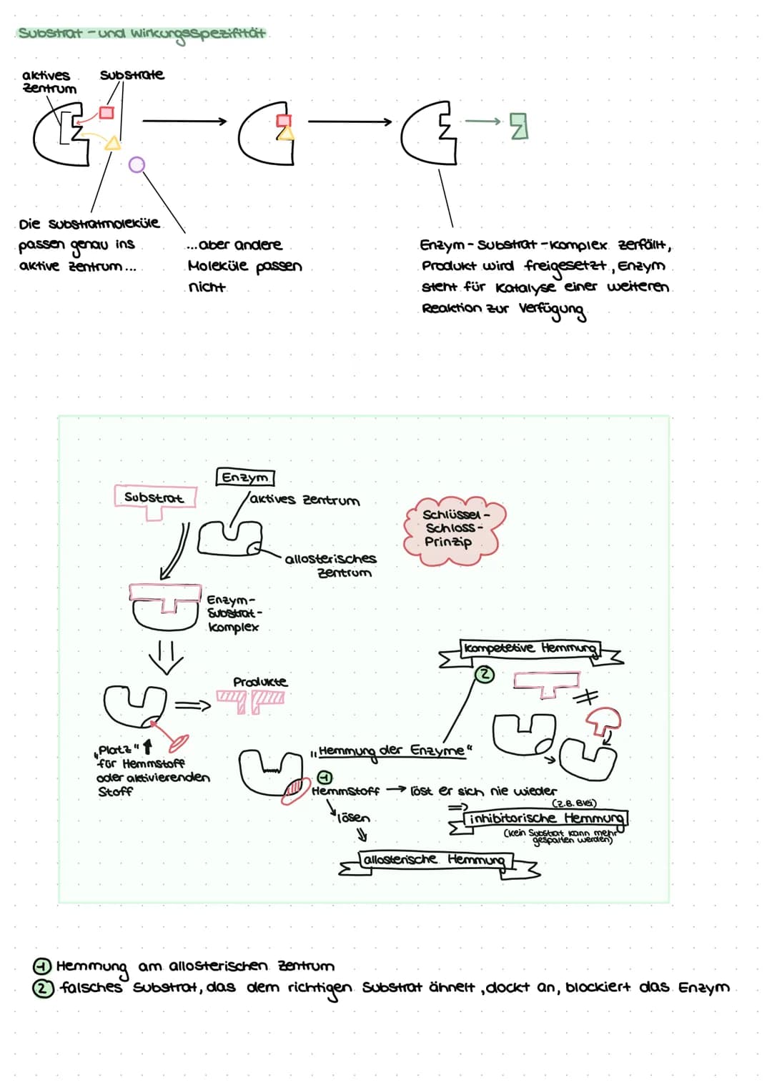 enzyme
Substratspezifisch.
wirkungsspezifisch
Bilden: ES-E-S-EP-P-E
↑ II III I
...ase (z. B. Amylase spaltet Amylose).
Enzymsubstrat komplex