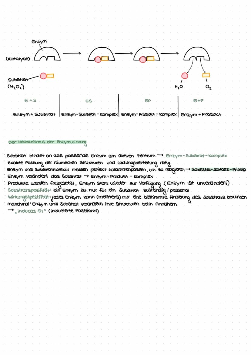 enzyme
Substratspezifisch.
wirkungsspezifisch
Bilden: ES-E-S-EP-P-E
↑ II III I
...ase (z. B. Amylase spaltet Amylose).
Enzymsubstrat komplex