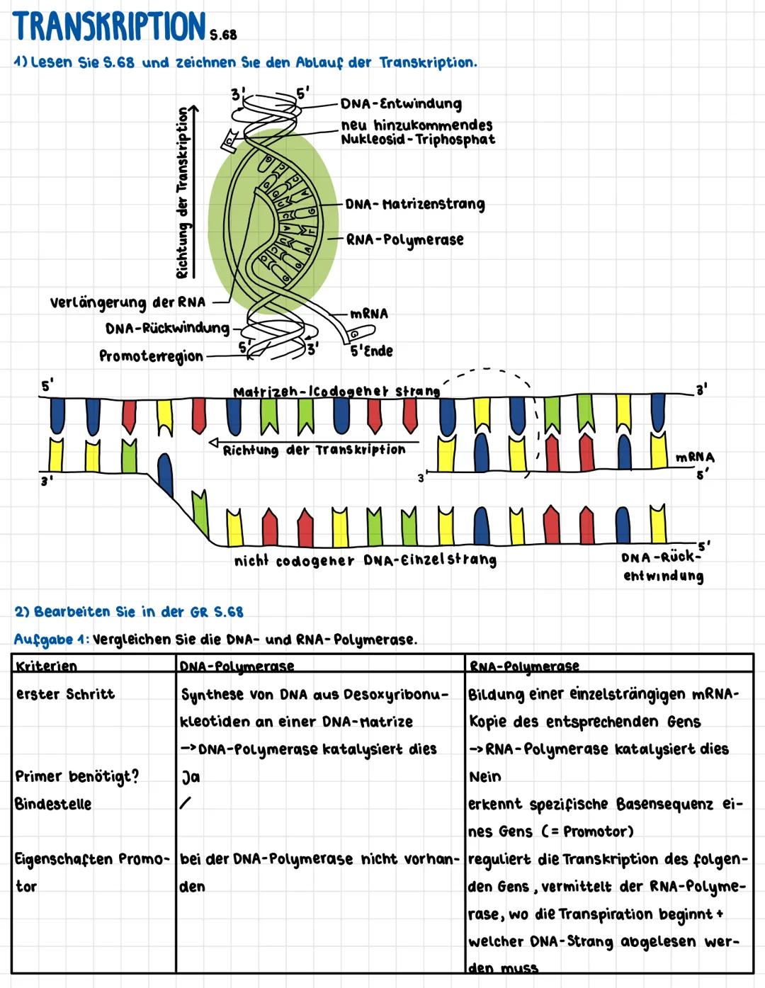 TRANSKRIPTION 5.68
4) Lesen Sie S.68 und zeichnen Sie den Ablauf der Transkription.
5'
verlängerung der RNA
Richtung der Transkription
5'
Pr