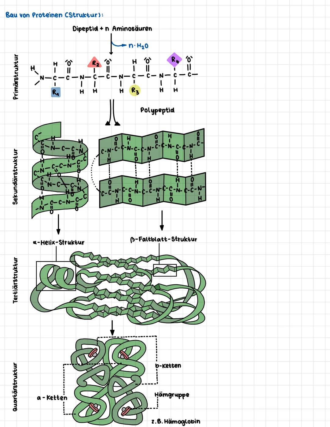 TRANSKRIPTION 5.68
4) Lesen Sie S.68 und zeichnen Sie den Ablauf der Transkription.
5'
verlängerung der RNA
Richtung der Transkription
5'
Pr