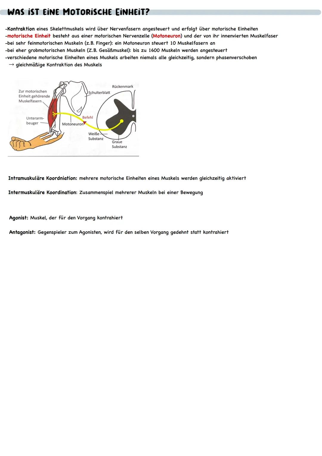 # KRAFT

WIE IST DER MUSKEL AUFGEBAUT?

-gesunder Mensch besitzt 650 Muskeln

-Anzahl der Muskeln identisch

-Anteil der Muskelmasse: Männer