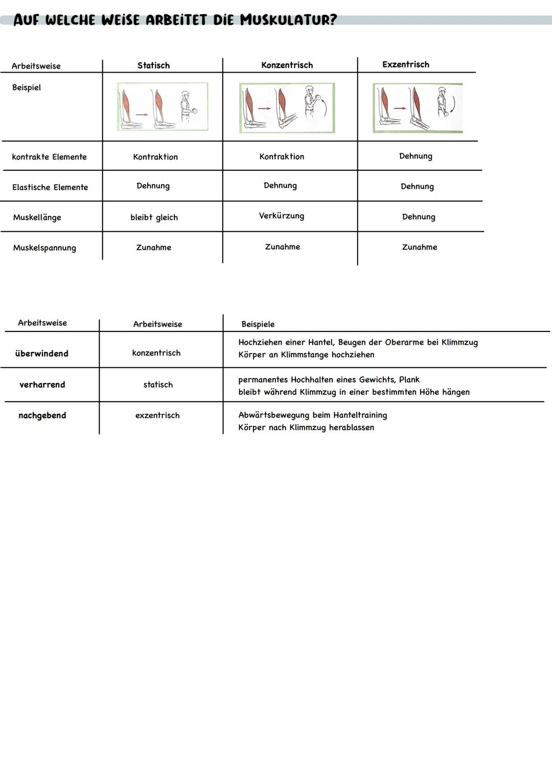 # KRAFT

WIE IST DER MUSKEL AUFGEBAUT?

-gesunder Mensch besitzt 650 Muskeln

-Anzahl der Muskeln identisch

-Anteil der Muskelmasse: Männer