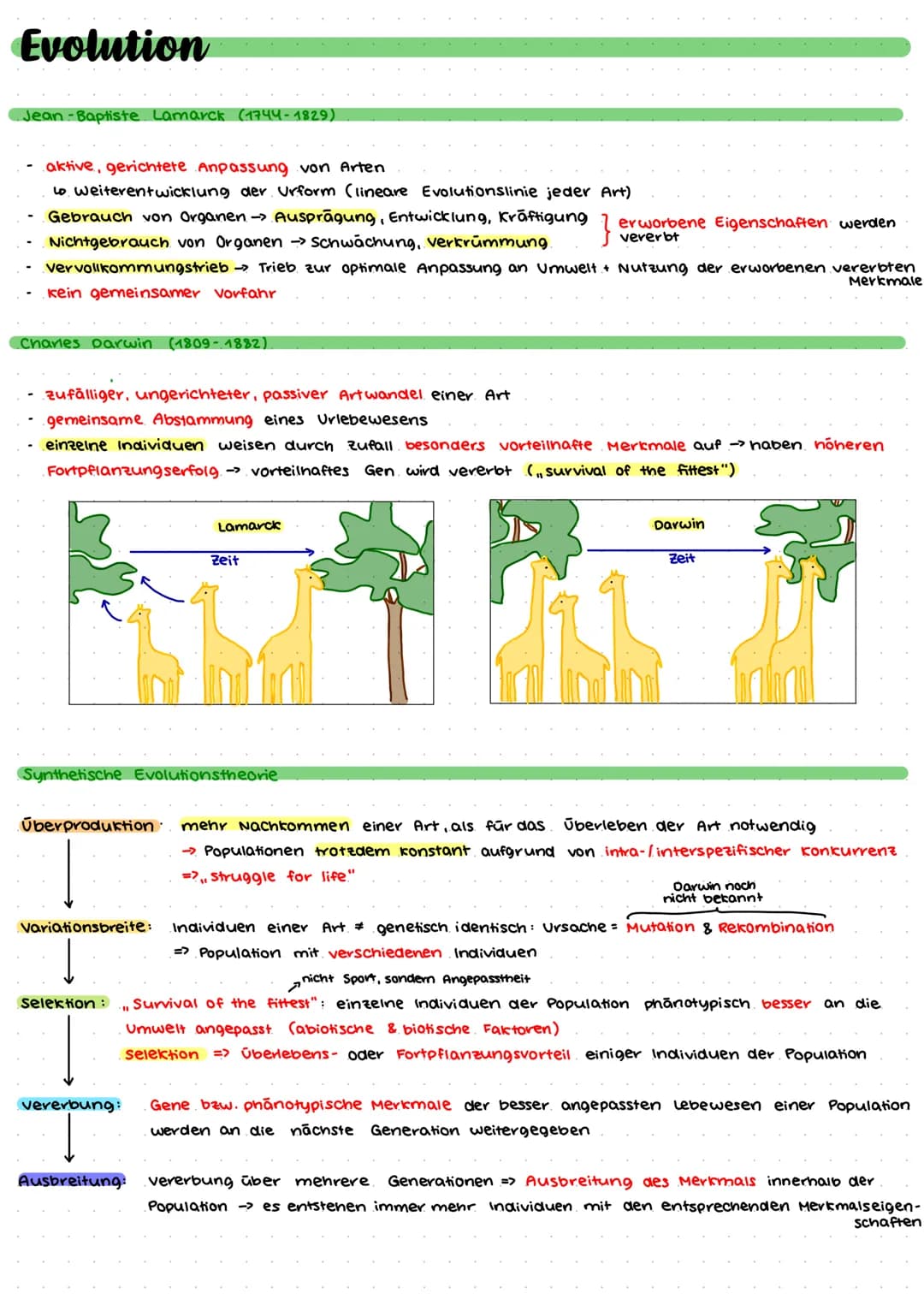 Evolution
Jean-Baptiste Lamarck (1744-1829)
aktive, gerichtete Anpassung von Arten
Lo Weiterentwicklung der Urform (lineare Evolutionslinie 