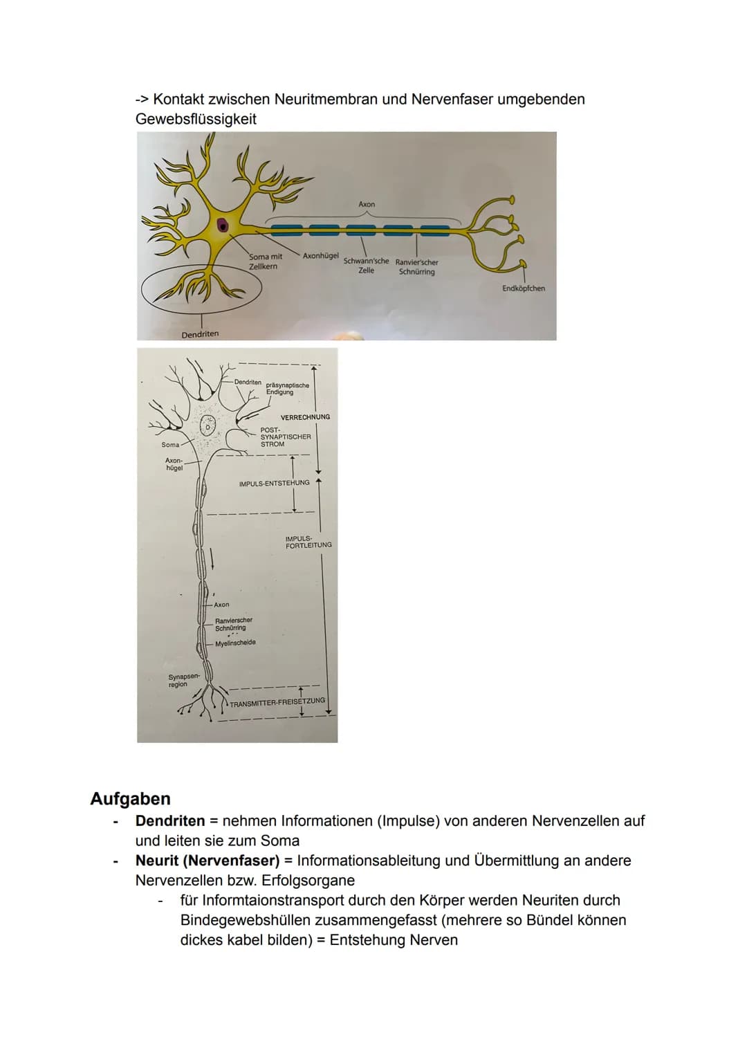 6. Bio Arbeit
Gliederung Nervensystem:
somatisches Nervensystem (willkürlich, steuerbar)
Reiz
-> rezeptische (offerente, hinleitende) Bahnen