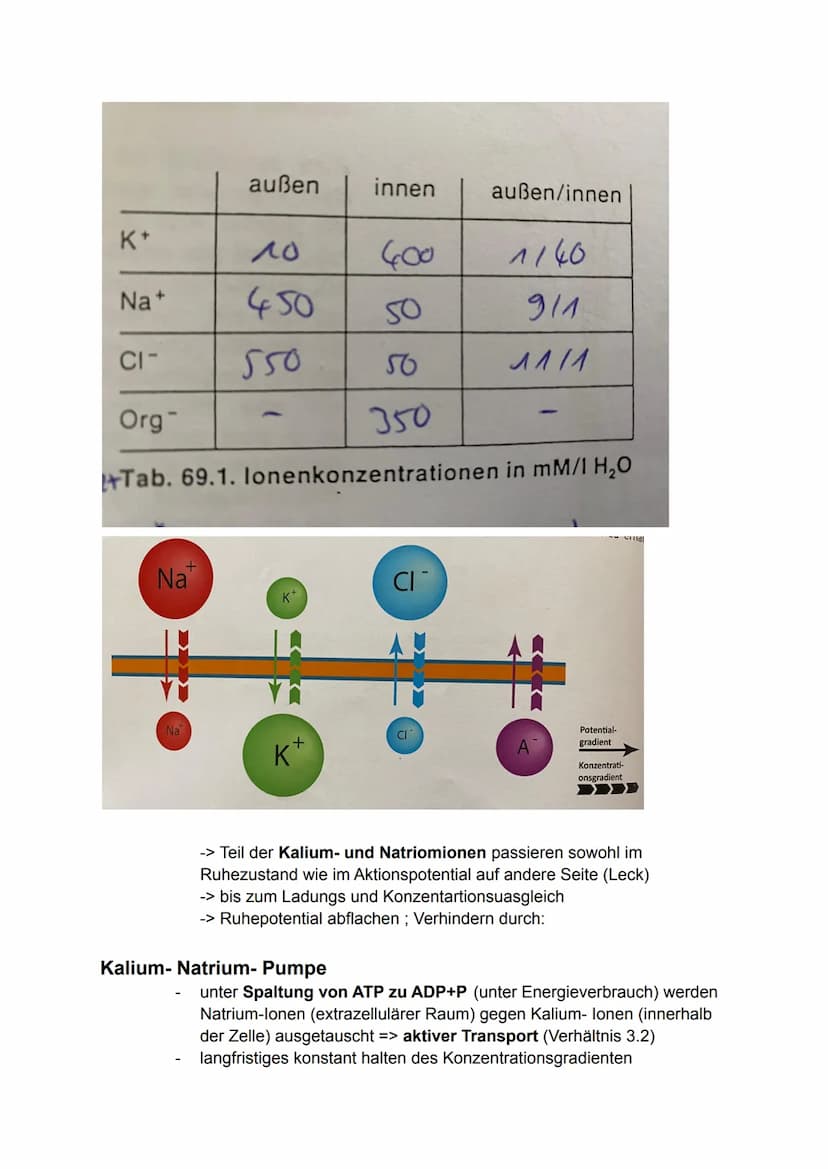 6. Bio Arbeit
Gliederung Nervensystem:
somatisches Nervensystem (willkürlich, steuerbar)
Reiz
-> rezeptische (offerente, hinleitende) Bahnen