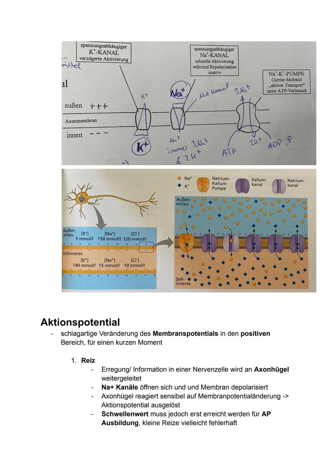 6. Bio Arbeit
Gliederung Nervensystem:
somatisches Nervensystem (willkürlich, steuerbar)
Reiz
-> rezeptische (offerente, hinleitende) Bahnen