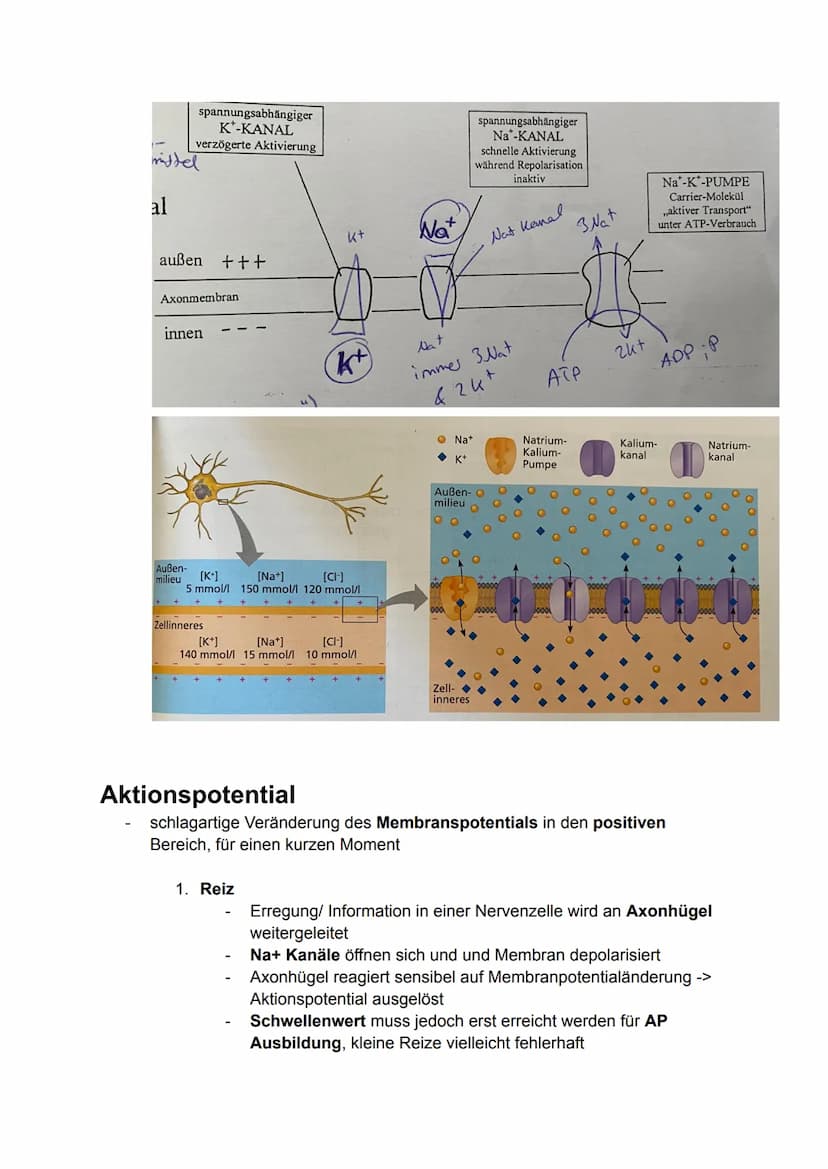 6. Bio Arbeit
Gliederung Nervensystem:
somatisches Nervensystem (willkürlich, steuerbar)
Reiz
-> rezeptische (offerente, hinleitende) Bahnen