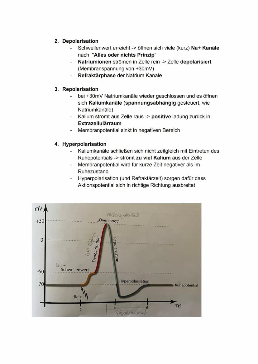 6. Bio Arbeit
Gliederung Nervensystem:
somatisches Nervensystem (willkürlich, steuerbar)
Reiz
-> rezeptische (offerente, hinleitende) Bahnen
