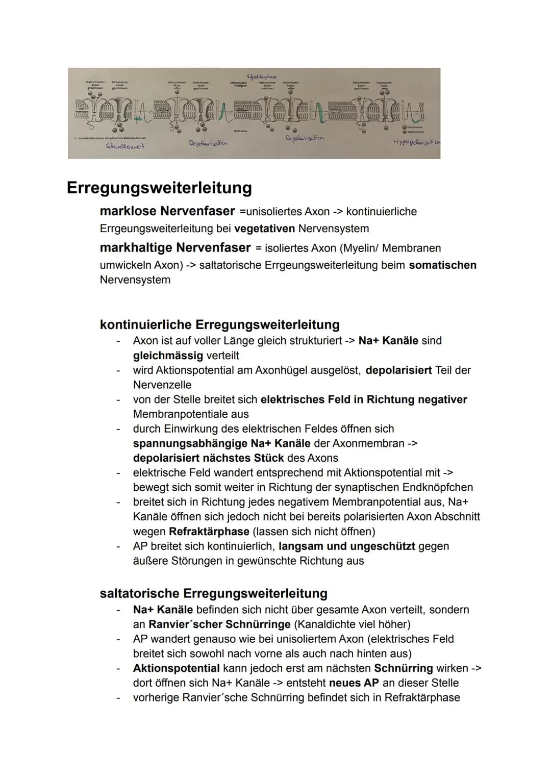 6. Bio Arbeit
Gliederung Nervensystem:
somatisches Nervensystem (willkürlich, steuerbar)
Reiz
-> rezeptische (offerente, hinleitende) Bahnen