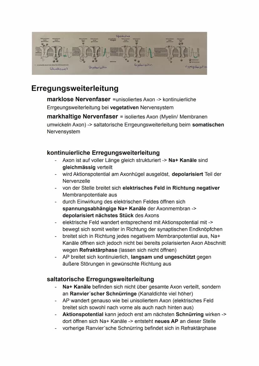 6. Bio Arbeit
Gliederung Nervensystem:
somatisches Nervensystem (willkürlich, steuerbar)
Reiz
-> rezeptische (offerente, hinleitende) Bahnen